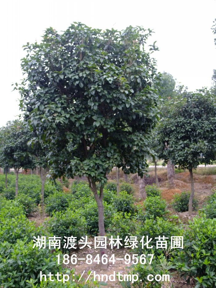 【湖南花木】【湖南苗木】【湖南花卉苗木基地】【長沙花木基地】【長沙苗木基地】【長沙苗 【湖南花木】【湖南苗木】【湖南花卉苗木基地】【長沙花木基地】【長沙苗木基地】【長沙苗