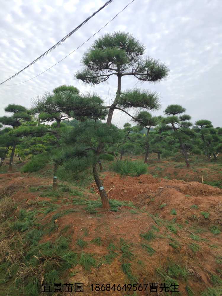 ͺl(f)