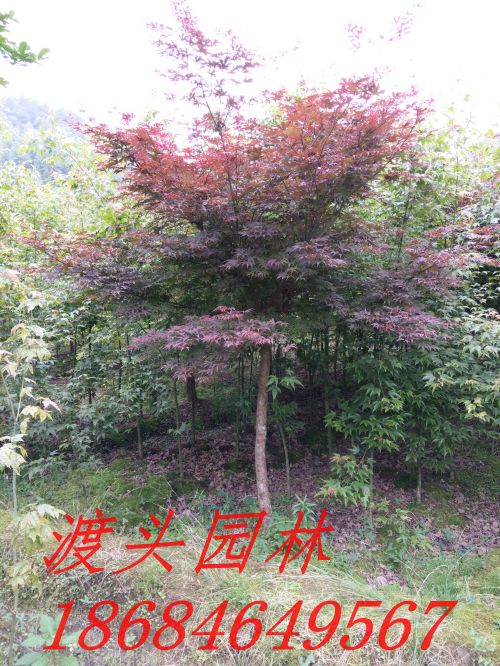 img_20160522_091157.jpg