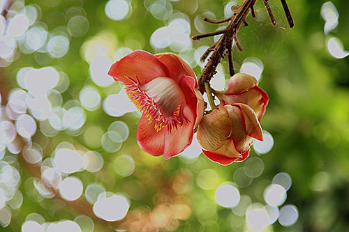 1513765383509018021.jpg 菩提樹花.jpg