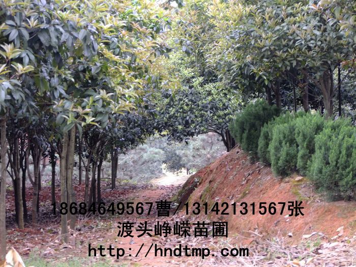 桂花價格 桂花4-10公分 求購桂花 桂花基地 湖南哪里有桂花買 八月桂 金桂 八月桂照片