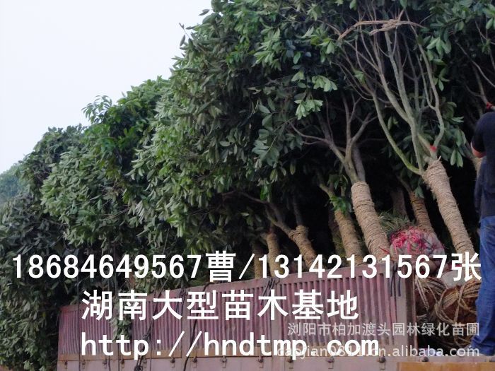 桂花價格 桂花4-10公分 求購桂花 桂花基地 湖南哪里有桂花買 八月桂 金桂 八月桂照片