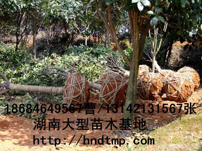 桂花價格 桂花4-10公分 求購桂花 桂花基地 湖南哪里有桂花買 八月桂 金桂 八月桂照片