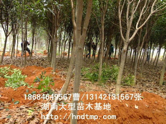桂花價格 桂花4-10公分 求購桂花 桂花基地 湖南哪里有桂花買 八月桂 金桂 八月桂照片