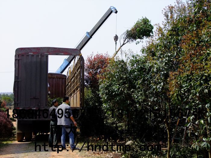 桂花價格 桂花4-10公分 求購桂花 桂花基地 湖南哪里有桂花買 八月桂 金桂 八月桂照片